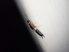 Euborellia cincticollis