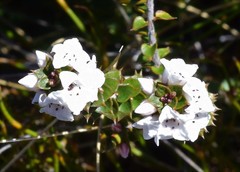 Epacris gunnii