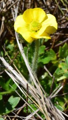 Ranunculus plebeius