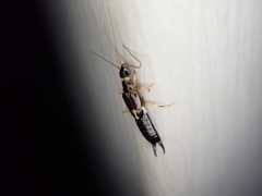 Euborellia cincticollis