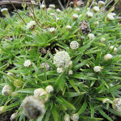 Paepalanthus dendroides