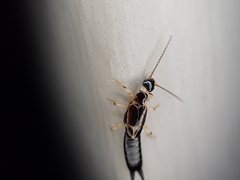 Euborellia cincticollis