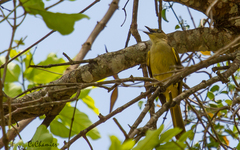 Andropadus importunus