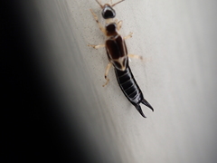 Euborellia cincticollis