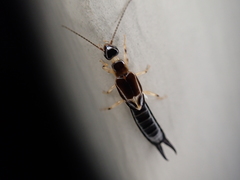 Euborellia cincticollis