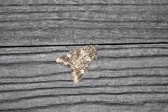 Mamestra configurata