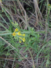 Lithospermum strictum