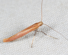 Caloptilia invariabilis