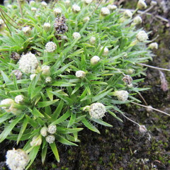 Paepalanthus dendroides