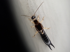 Euborellia cincticollis