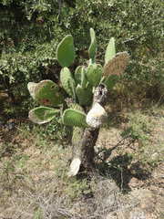 Opuntia leucotricha