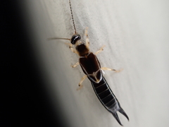 Euborellia cincticollis