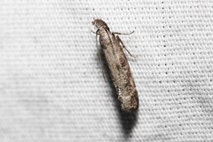 Dichomeris inversella