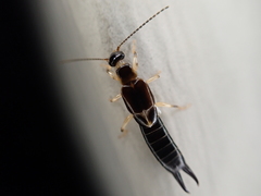 Euborellia cincticollis