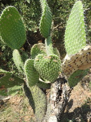 Opuntia leucotricha