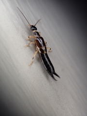 Euborellia cincticollis