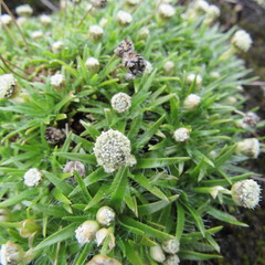 Paepalanthus dendroides