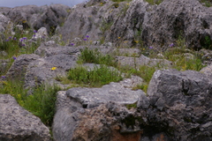 Hesperoxiphion herrerae