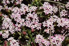 Pimelea alpina