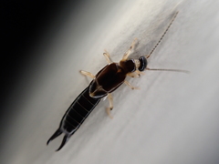 Euborellia cincticollis