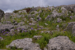 Hesperoxiphion herrerae