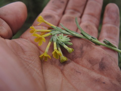 Lithospermum strictum