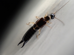 Euborellia cincticollis