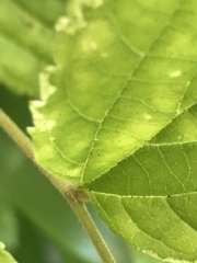 Celtis sinensis