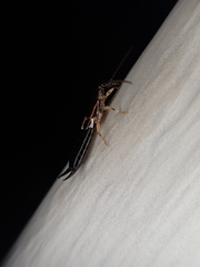 Euborellia cincticollis