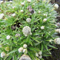 Paepalanthus dendroides