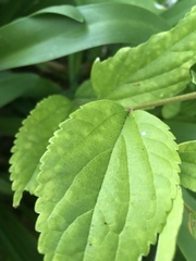 Celtis sinensis