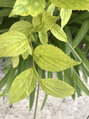 Celtis sinensis