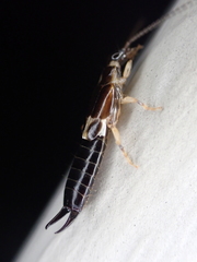 Euborellia cincticollis