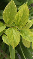 Celtis sinensis