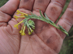 Lithospermum strictum