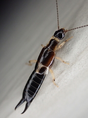 Euborellia cincticollis