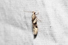 Coleotechnites atrupictella