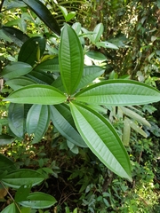 Miconia longifolia image