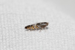 Macrosaccus robiniella