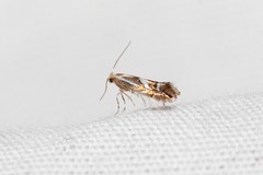 Phyllonorycter propinquinella