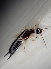 Euborellia cincticollis