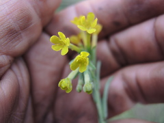 Lithospermum strictum