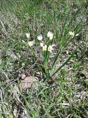 Nothoscordum bivalve