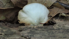 Crepidotus malachius