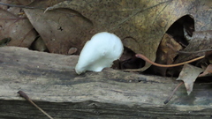 Crepidotus malachius
