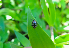 Alagoasa trifasciata