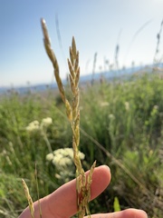 Melica spectabilis