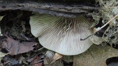 Crepidotus malachius