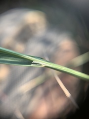 Melica spectabilis