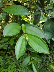 Miconia longifolia